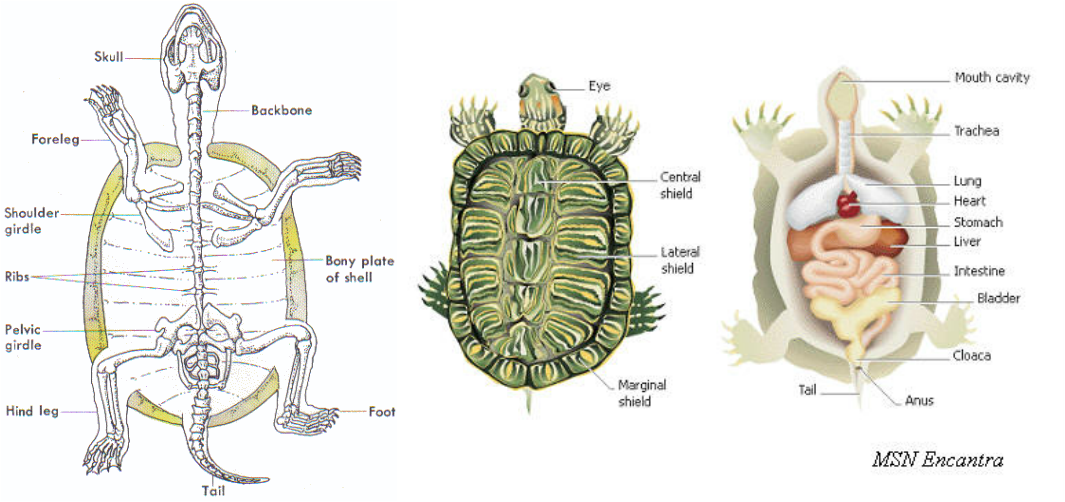 Physical Characteristics - Turtles